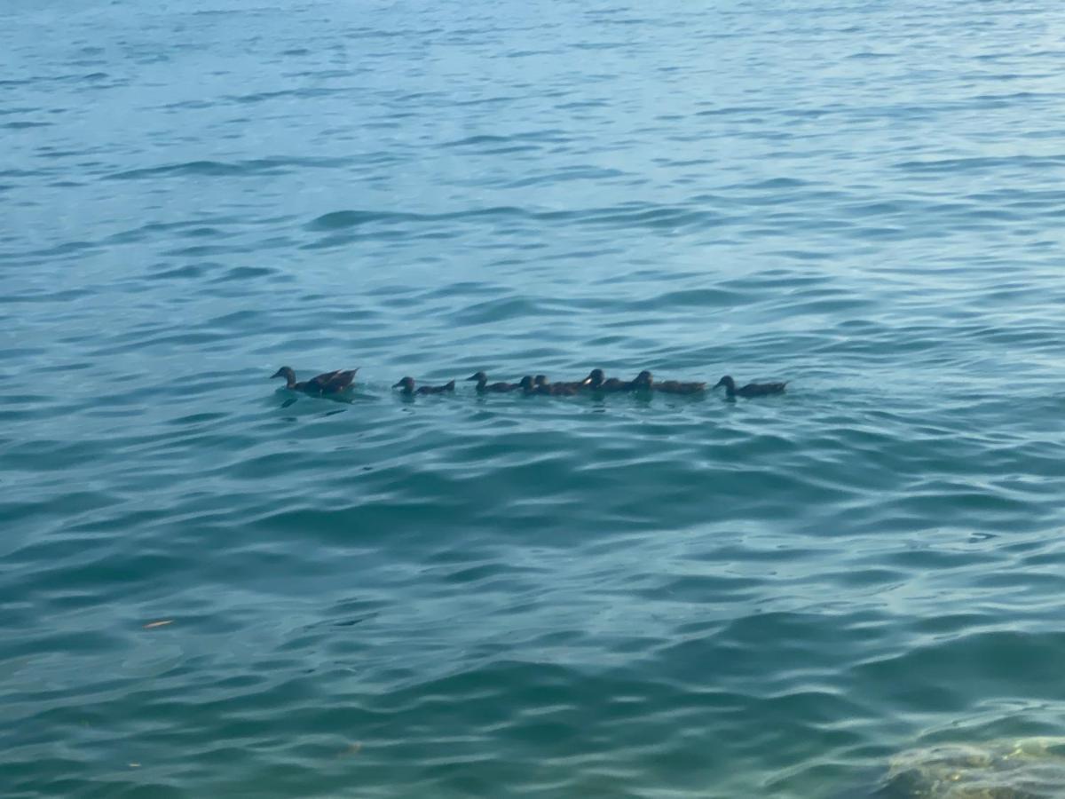 Ferienwohnung 10 Minuti Dal Lago Di Garda E Da Gardaland Castelnuovo del Garda Exterior foto